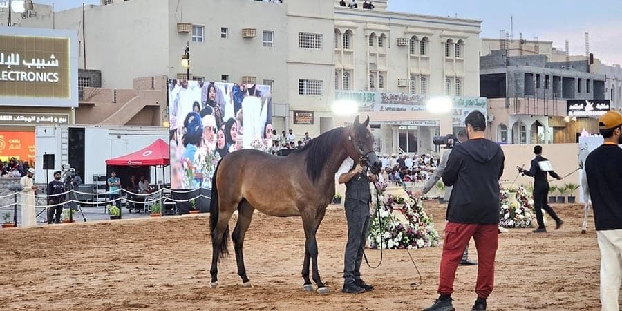 جمال الخيل العربية