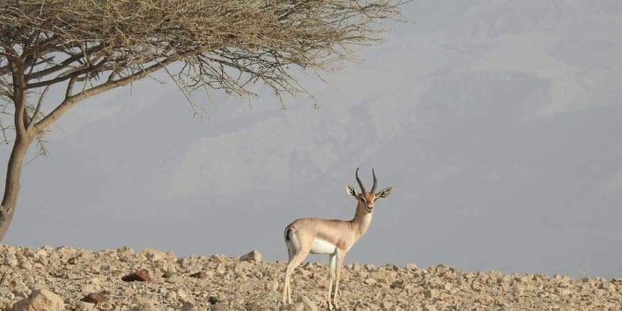 تعبيرية