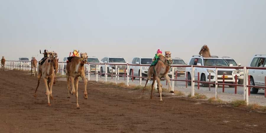 سباقات الهجن بولاية أدم
