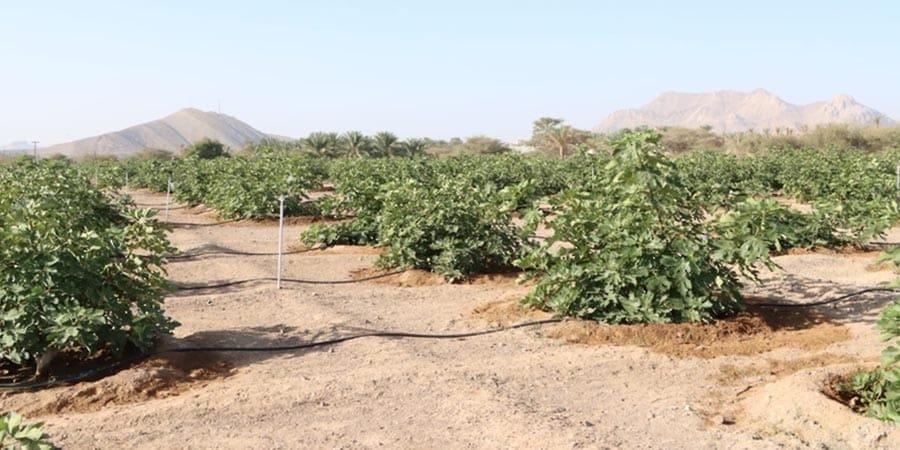 زراعة محصول التين