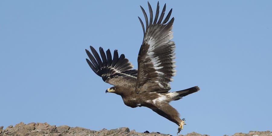 عقاب السهوب