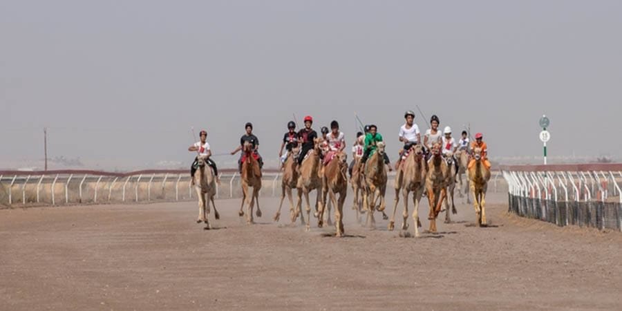 منافسات مهرجان كأس جلالة السلطان المعظم للهجن