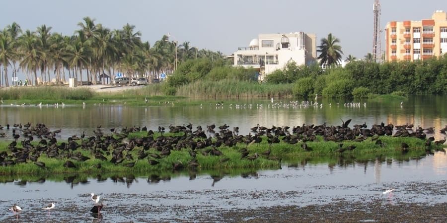 اليوم العالمي للتنوع الأحيائي