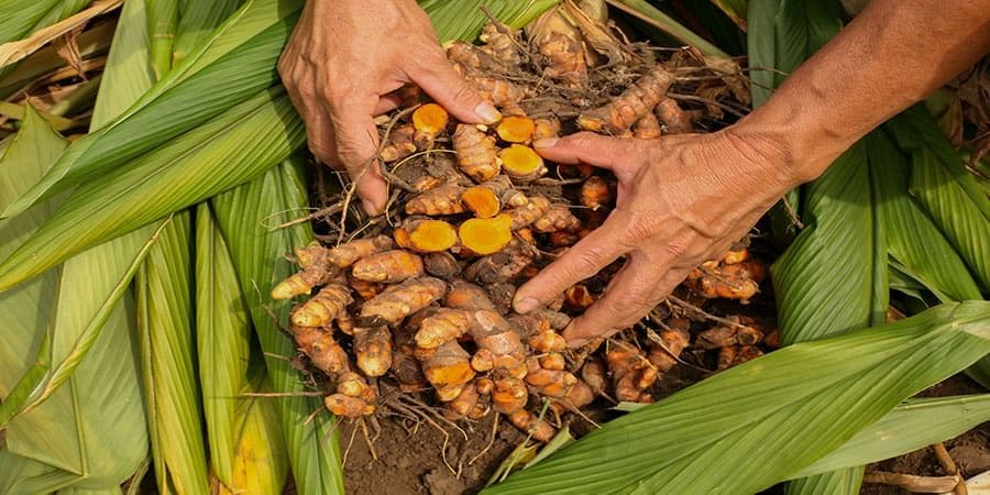 أزمة الذهب الأصفر