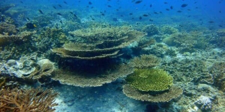 الاحتفال باليوم العربي للبيئة