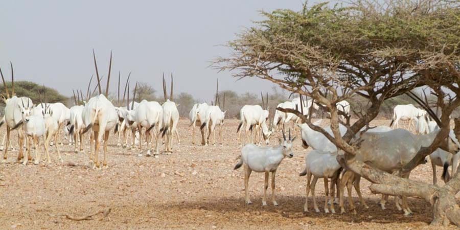 تعبيرية