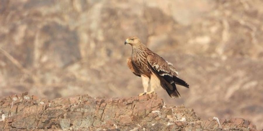 ملك العقبان الشرقي