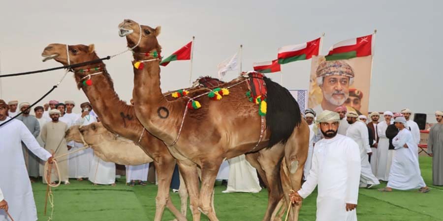 فعاليات مهرجان صحار للهجن