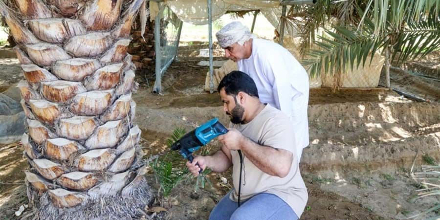 مكافحة حشرة سوسة النخيل الحمراء ـ أرشيفية