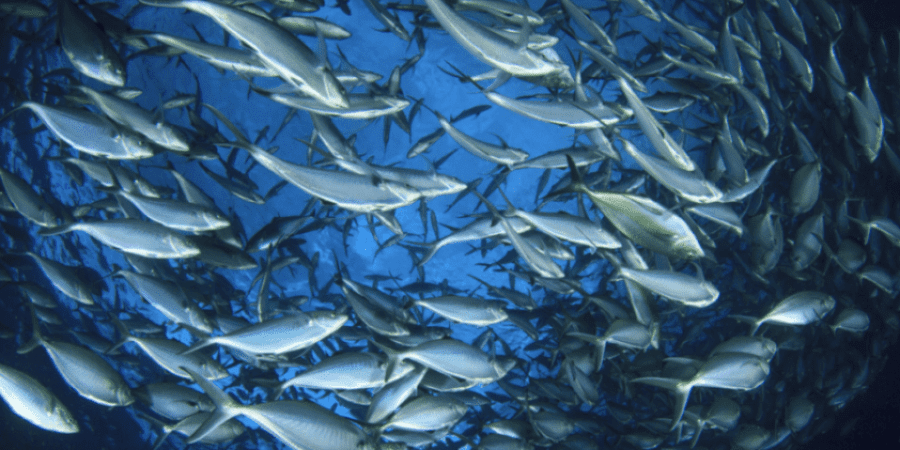 مشروع مسح الموارد السمكية في بحر العرب وبحر عُمان