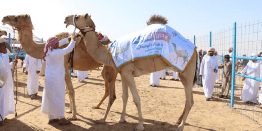 مهرجان مزاينة الهجن