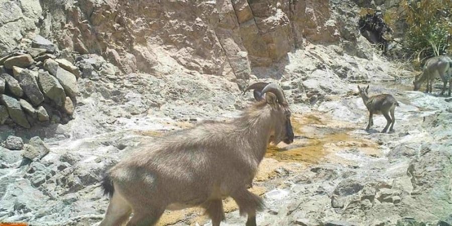 الوعل العربي