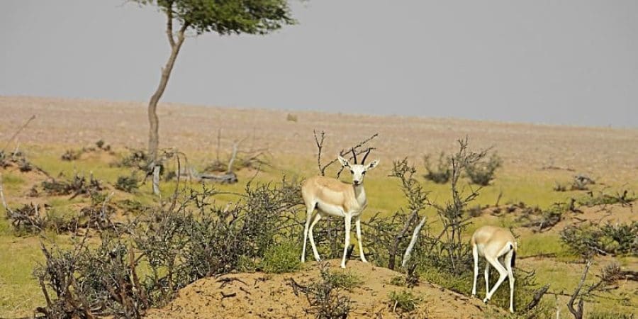 محمية المها العربية