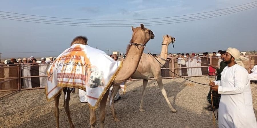 فعاليات مهرجان سدح السياحي