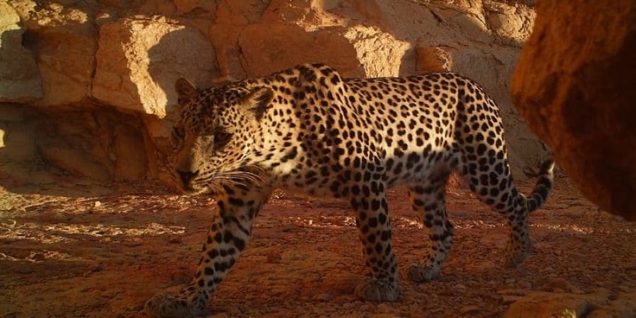 النمور العربية