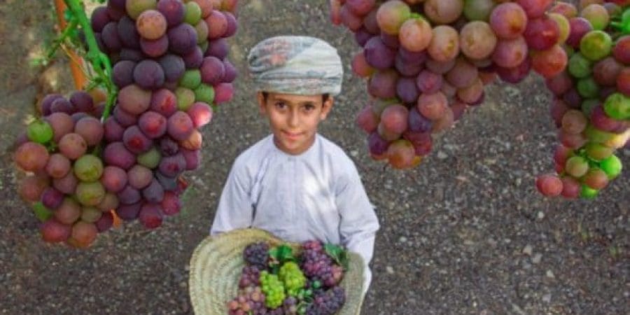 مهرجان العنب