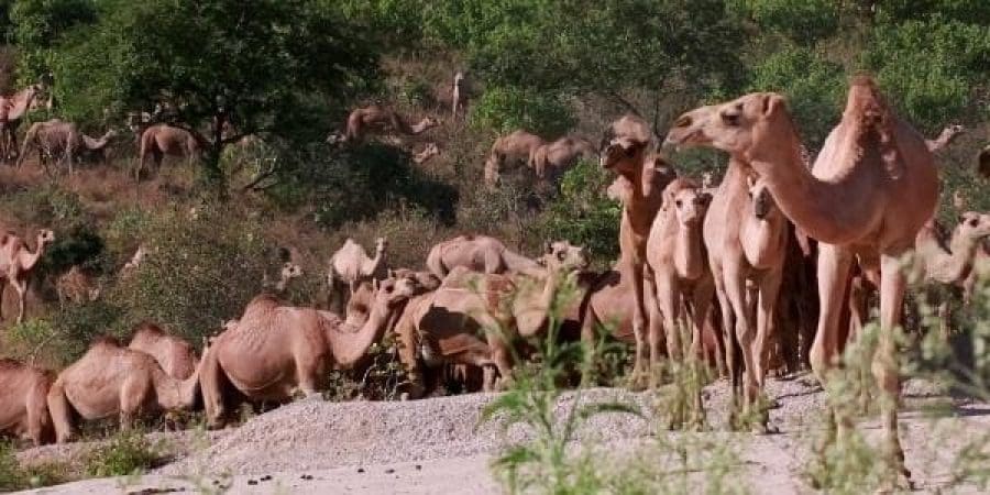 تعبيرية