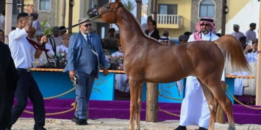 بطولة ظفار الوطنية لجمال الخيل