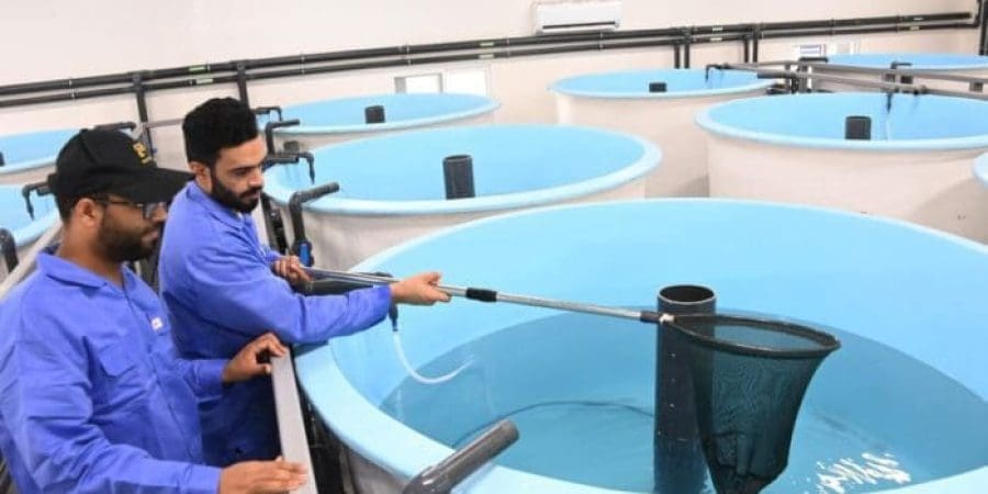 المحجر الوطني للروبيان