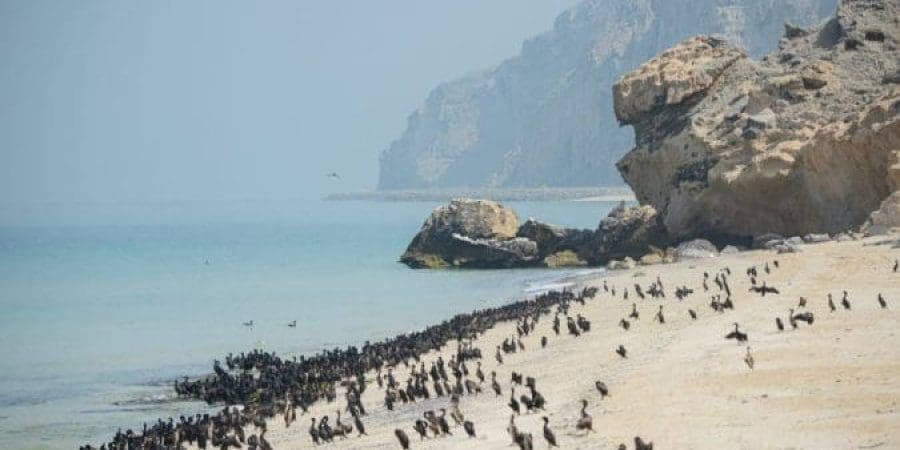 تعبيرية