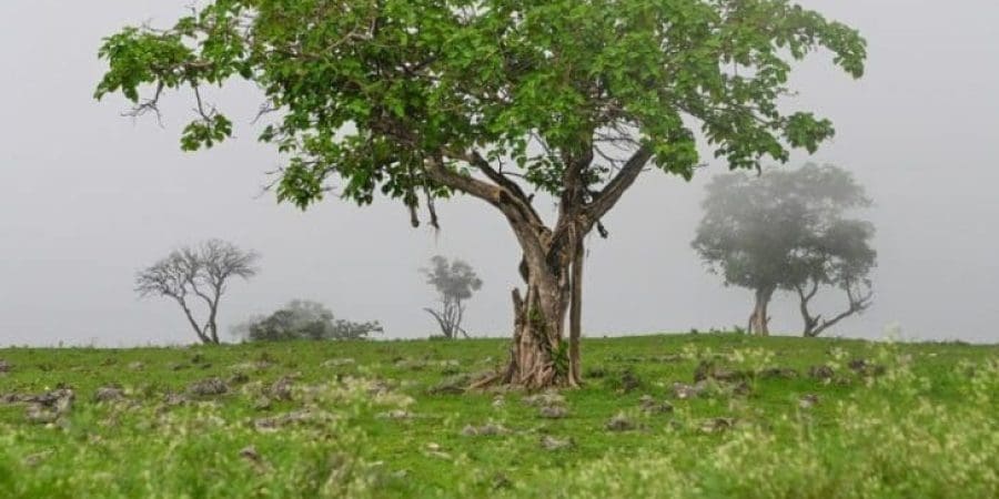 تعبيرية